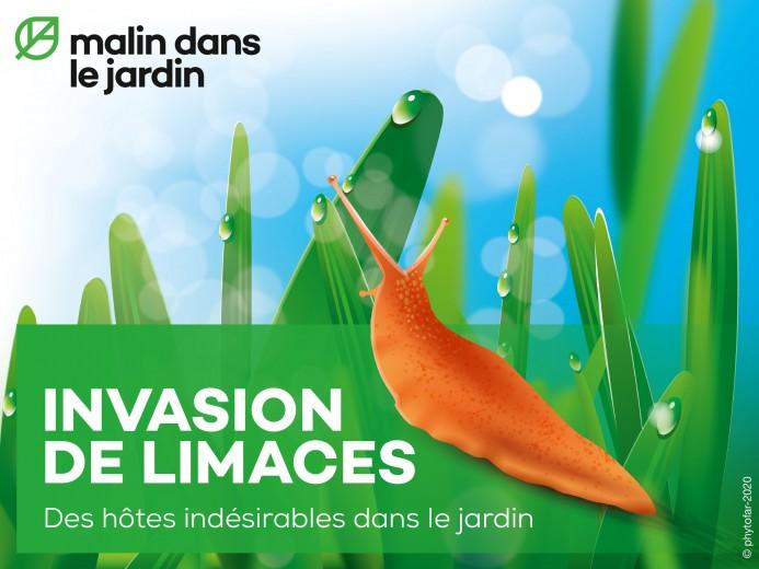 malin-dans-le-jardin-des-videos-pratiques-pour-proteger-votre-jardin-contre-les-limaces