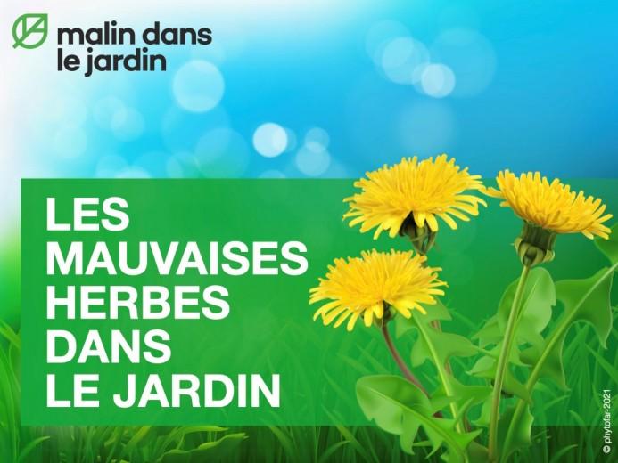 regardez-les-nouvelles-videos-sur-les-pollinisateurs-et-les-mauvaises-herbes-et-suivez-phytofar-sur-youtube-en-nbsp