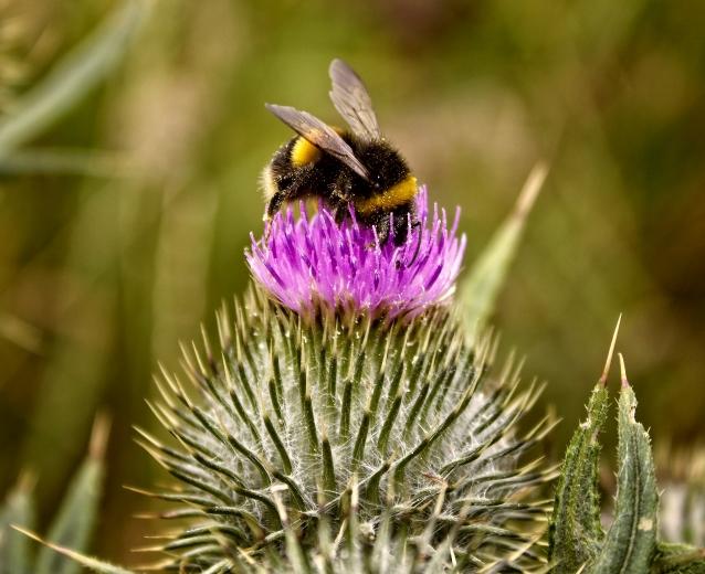 les-produits-de-protection-des-plantes-pesticides-et-les-insectes-pollinisateurs