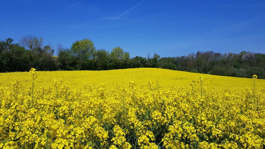 internationale-dag-van-de-plantengezondheid