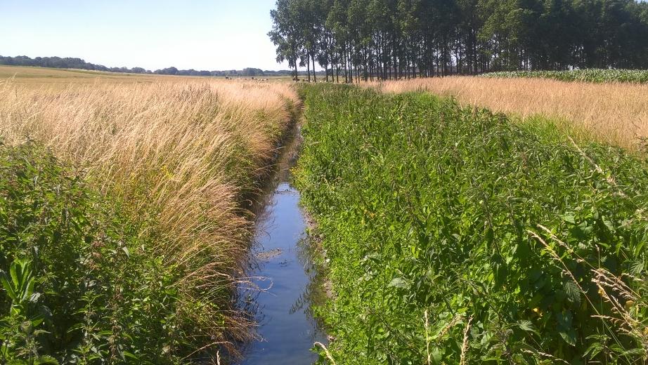 bufferzones-een-oplossing-om-de-aanwezigheid-van-gewasbeschermingsmiddelen-in-het-oppervlaktewater-te-verminderen