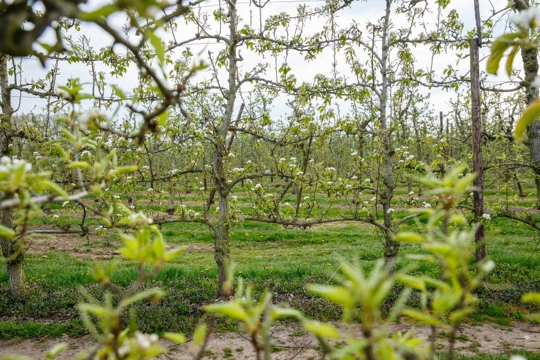 de-rol-van-duurzame-gewasbeschermingsoplossingen-bij-de-productie-van-gezonde-voeding