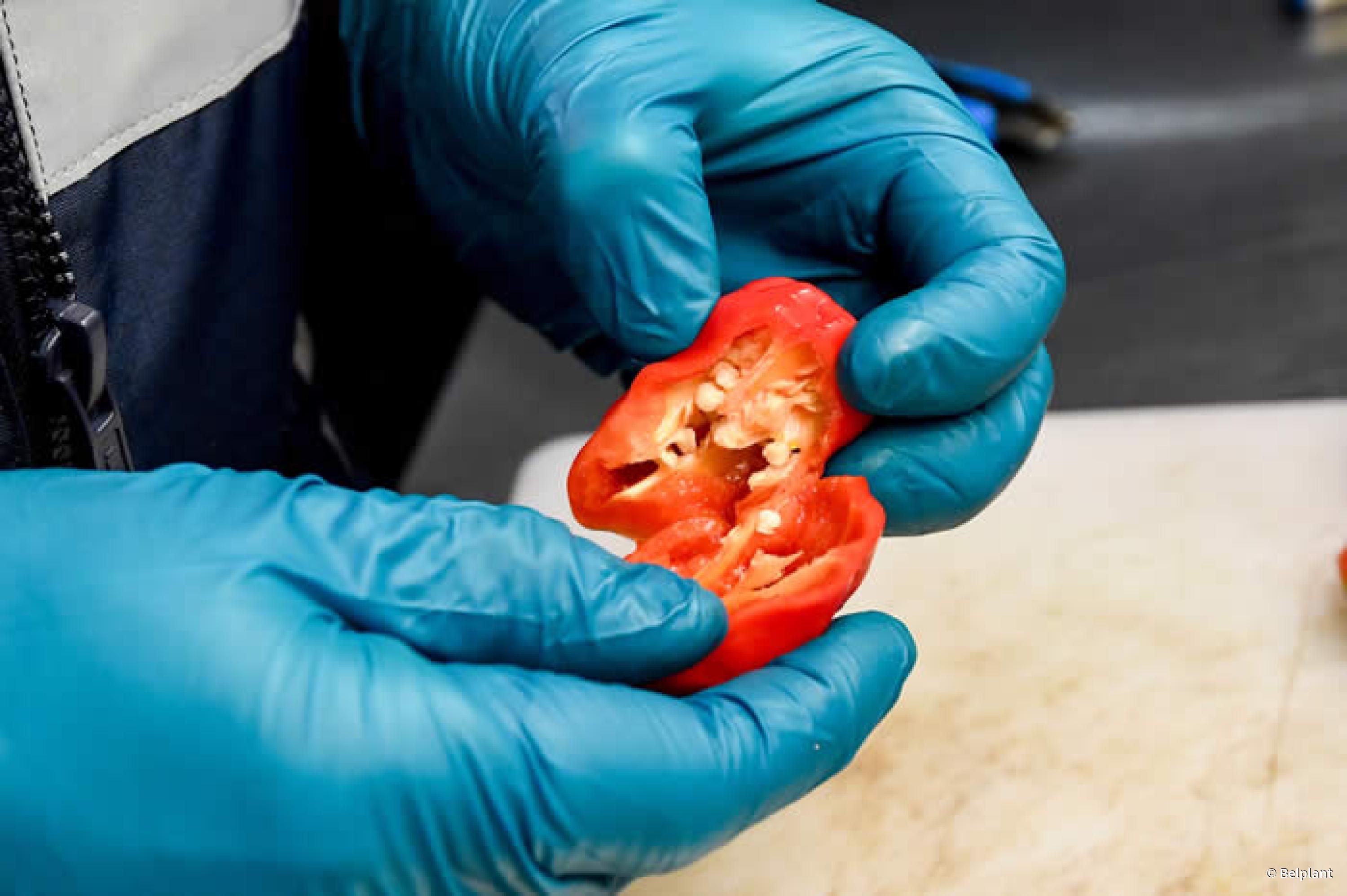 plantengezondheid-een-belangrijke-missie-voor-het-favv