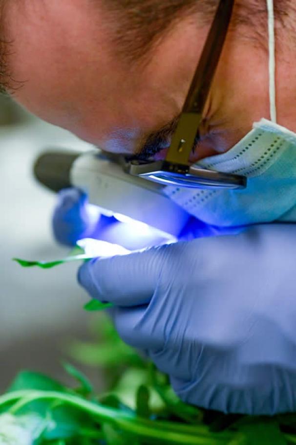 dat-er-alles-aan-doet-om-onze-planten-te-beschermen-tegen-ziekten-en-plagen