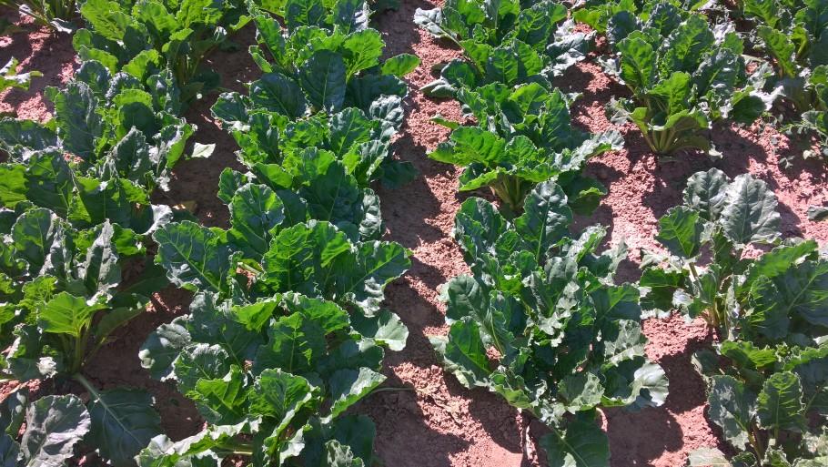 raad-van-state-annuleert-waals-gebruiksverbod-op-neonicotinoiden