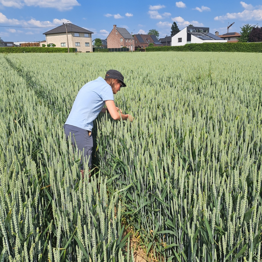 nieuwe-checklist-voor-geintegreerde-gewasbescherming-ipm