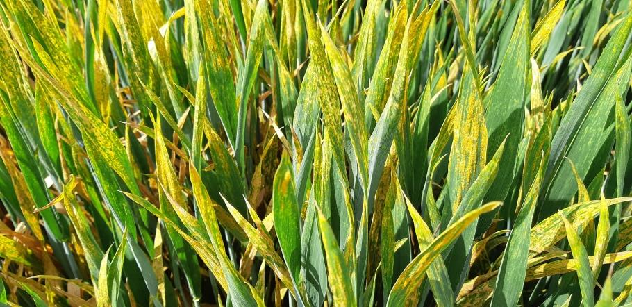 nut-van-gewasbescherming